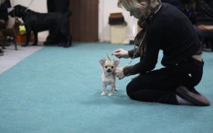 18 декабря 2011г – г.Н. Новгород  Всероссийская выставка собак всех пород  САС-РКФ  Эксперт  Краковская Л.В.  Королевский Шарм Первая Леди – Большая перспектива, Лучший Бэби  